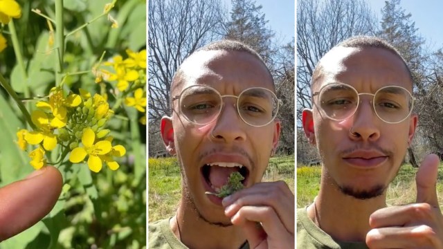 One gardener shared a clever TikTok hack for how to get rid of field mustard — by eating it.