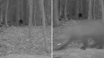 Cleveland Metroparks marked captured a wildlife milestone, with a trail camera recording a fisher in Cuyahoga County.