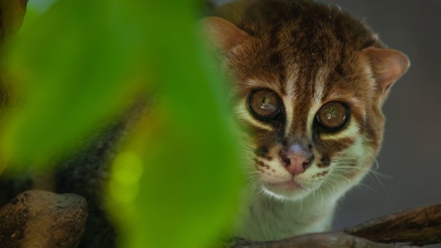 Researchers in Thailand have rediscovered the flat-headed cat in the country's Princess Sirindhorn Wildlife Sanctuary.