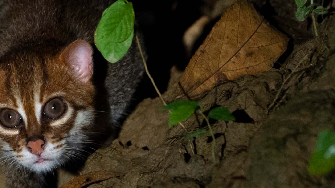 The flat-nosed cat was last seen in Thailand in 1995. Trail cameras set up throughout the Princess Sirindhorn Wildlife Sanctuary recorded the species 13 times in 2024 and 16 times in 2025.