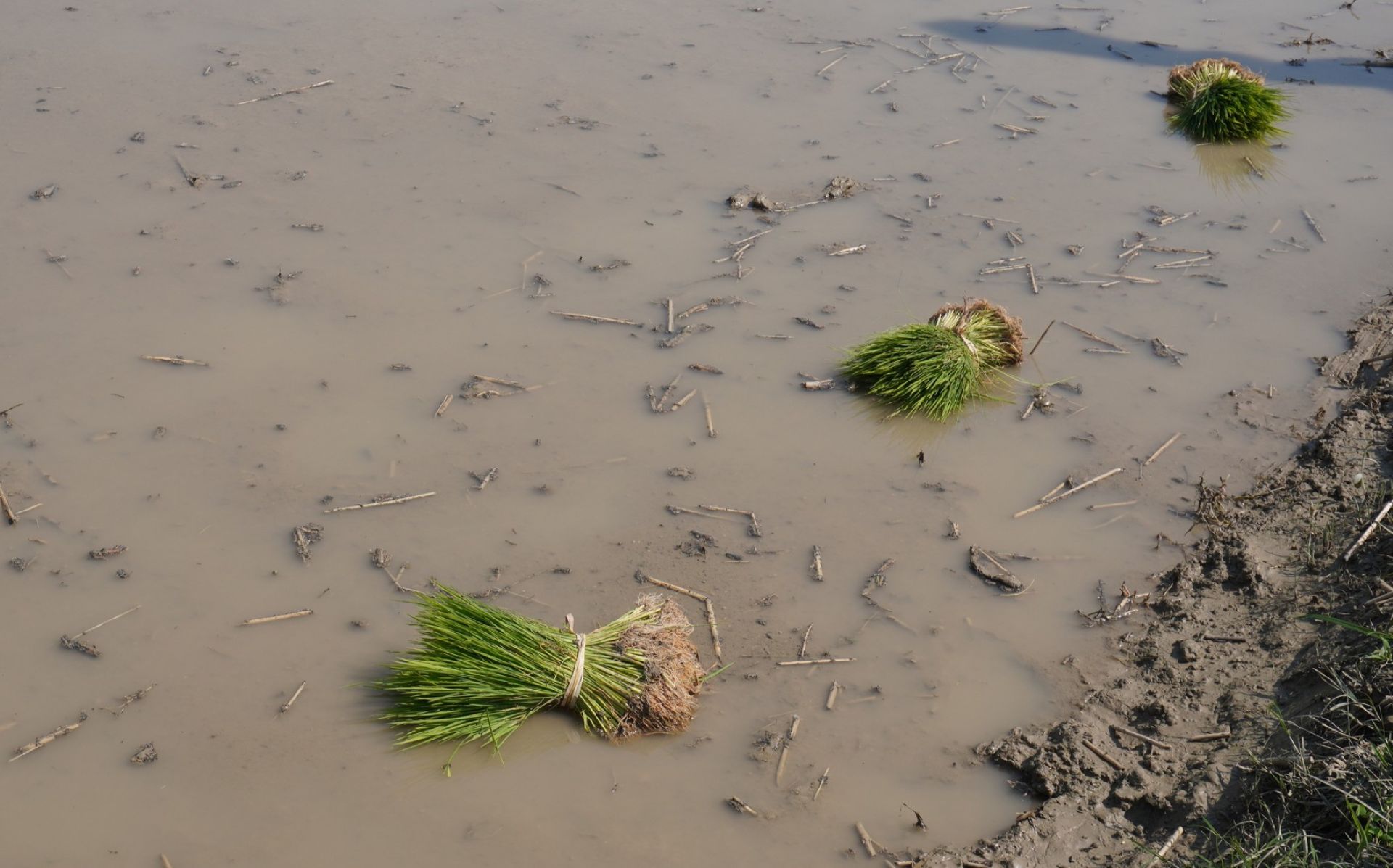 Farmers devastated as crisis destroys thousands of acres of crops — here's what happened