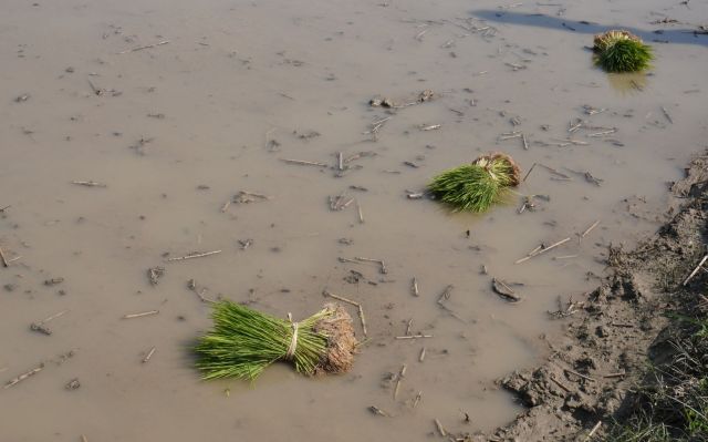Severe flooding in Punjab has left silt on fields, preventing farmers from planting their next crop.