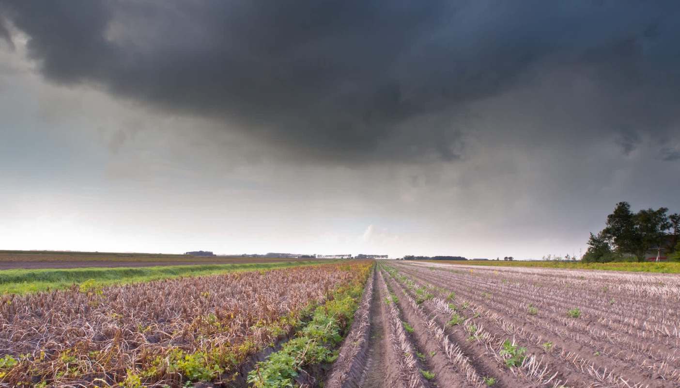 Fog-heavy mornings are taking a toll on farmers in eastern India, where dense, lingering moisture has begun to destroy vegetable fields. 