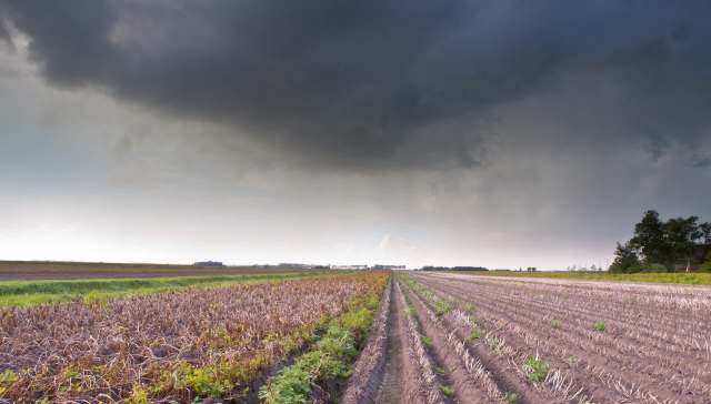Fog-heavy mornings are taking a toll on farmers in eastern India, where dense, lingering moisture has begun to destroy vegetable fields. 