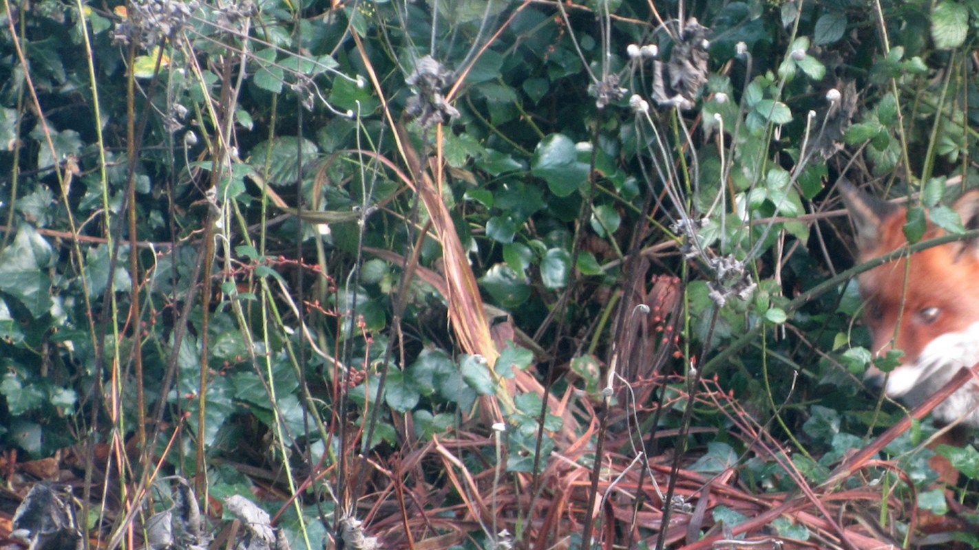 A stunning Himalayan red fox was seen on the road near Pangong Tso, a large, picturesque lake between China and the Ladakh region of India.