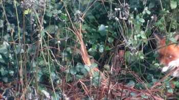 A stunning Himalayan red fox was seen on the road near Pangong Tso, a large, picturesque lake between China and the Ladakh region of India.