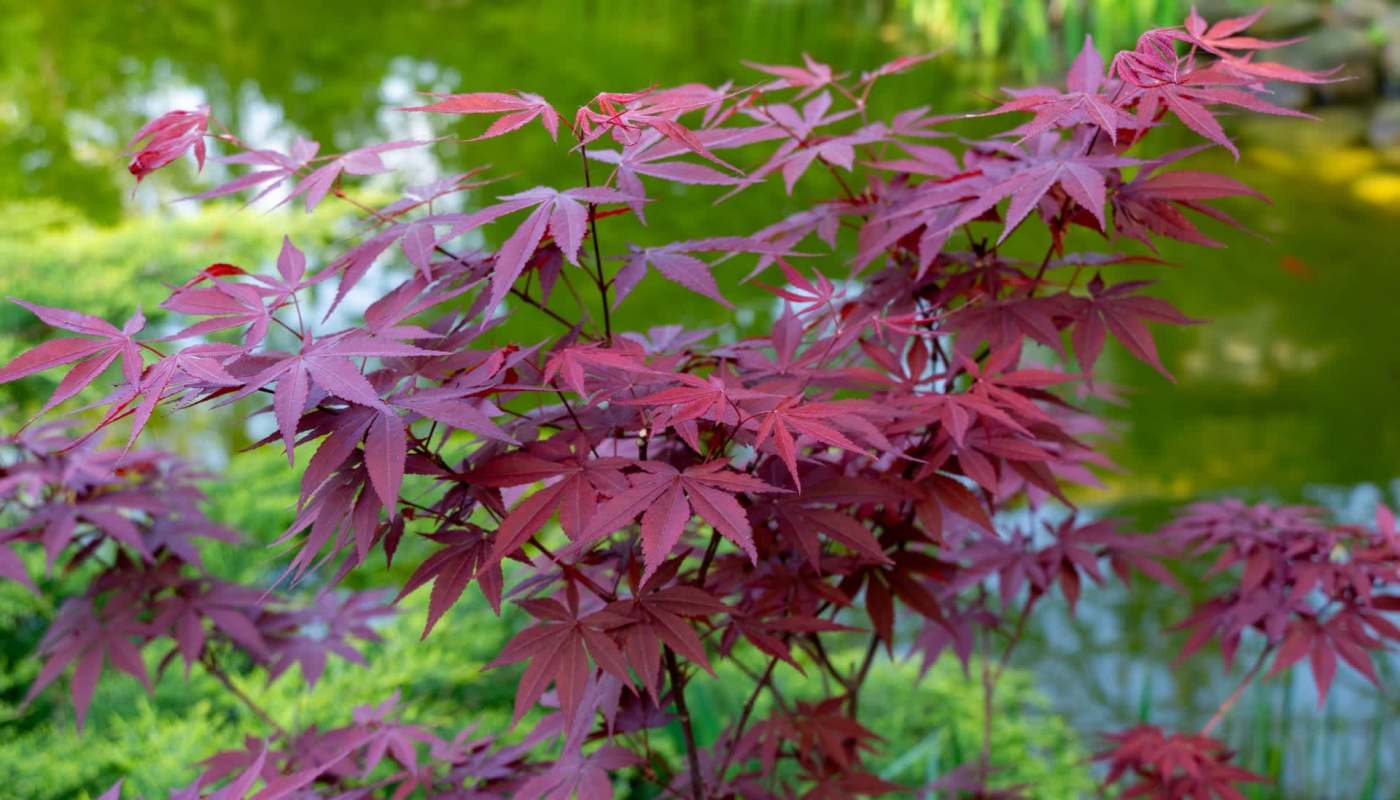 The original text is correct and doesn't require any revisions.