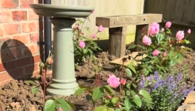 One TikToker shared a video of her garden's three-year transformation from a once-plain yard into a natural, pollinator-friendly space.