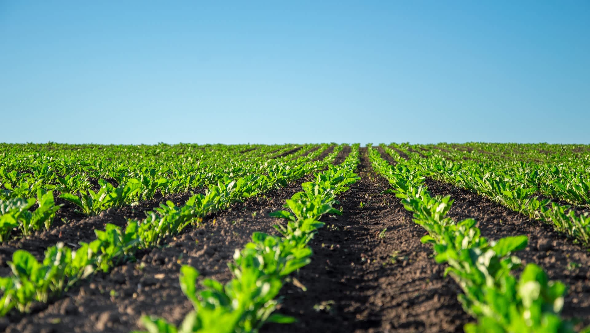 Researchers make incredible breakthrough that could help protect food supply from major threat: 'Has the potential to redefine'