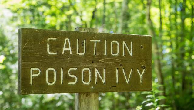 KUT News shared a video of goats grazing on poison ivy at a Texas hike-and-bike trail.