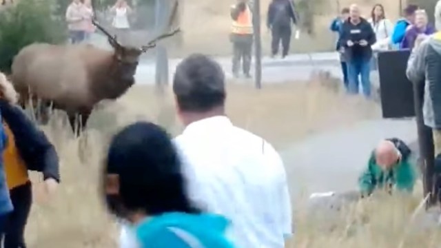 One tourist visiting Mammoth Hot Springs in Yellowstone sustained minor injuries when an already-ruffled bull elk caught him standing too close.