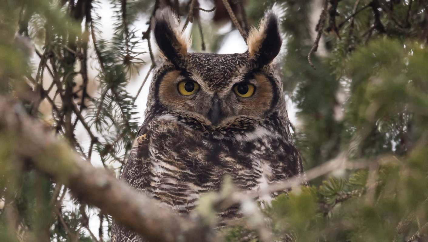 One great horned owl had a miraculous escape after getting stuck in a car's front grille in Santa Barbara County.