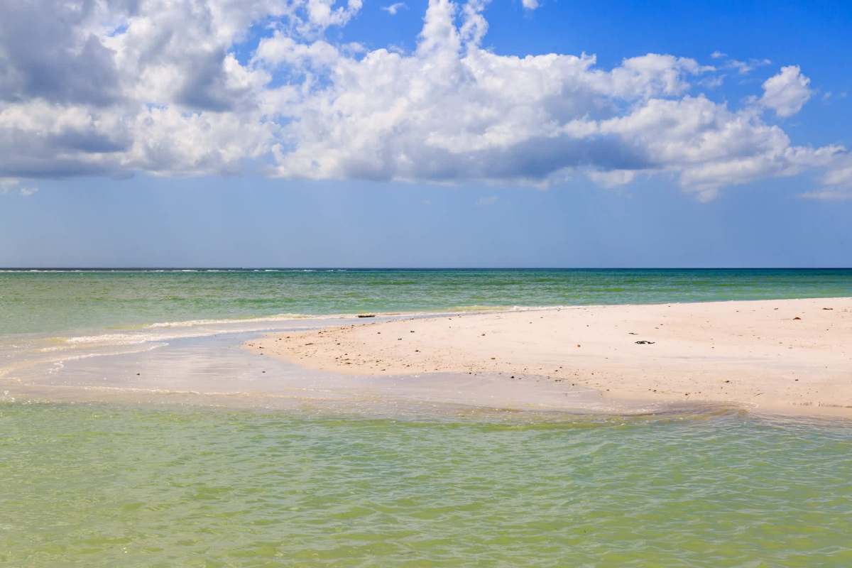 An unusual sighting of a great white shark off the coast of Florida surprised dolphin cruisers near Honeymoon Island.