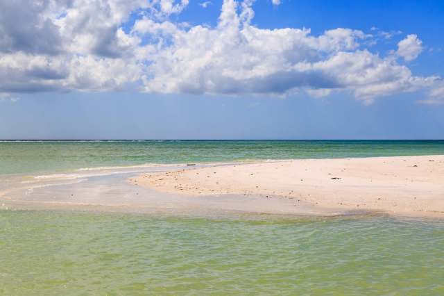 An unusual sighting of a great white shark off the coast of Florida surprised dolphin cruisers near Honeymoon Island.