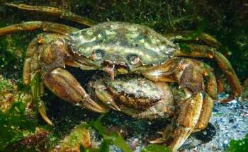 Chef Tracy Chang is using green crabs to create delicious dishes while helping to manage the invasive species.