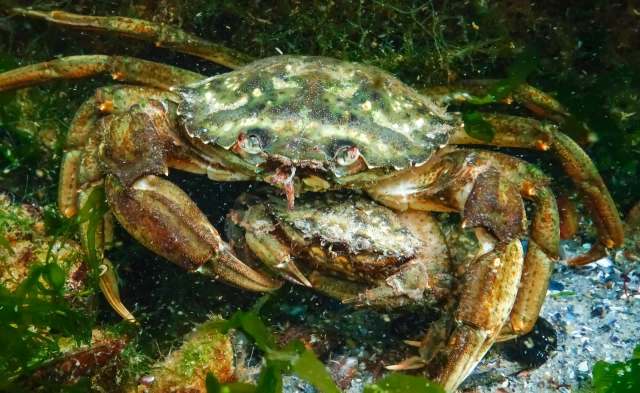 Chef Tracy Chang is using green crabs to create delicious dishes while helping to manage the invasive species.