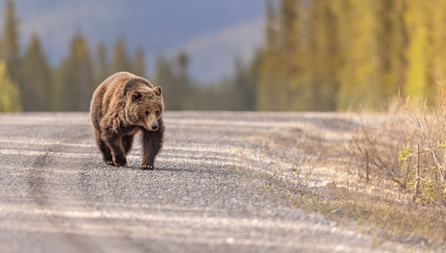 A video on Instagram shows a grizzly bear charging at a person who got too close. It's a warning for people in the outdoors to give animals space.