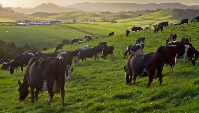 A warming planet is changing the lives of dairy farmers in Sri Lanka.
