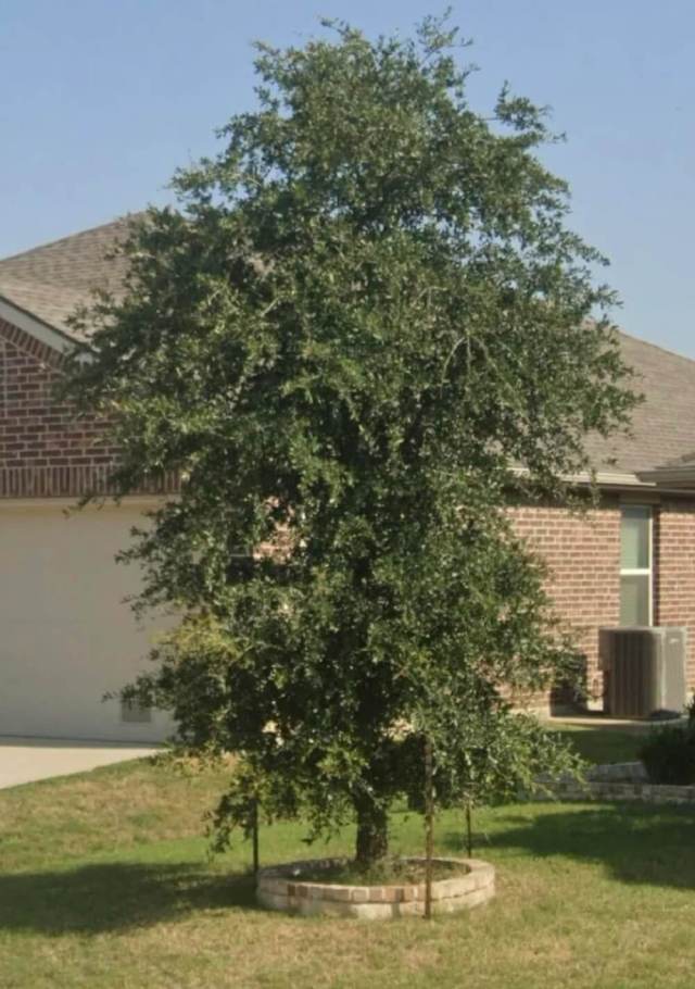 One Redditor was fed up with their HOA's demand for tree cleaning. The Reddit community provided some helpful advice.