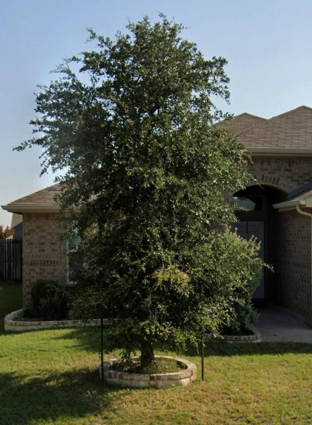 One Redditor was fed up with their HOA's demand for tree cleaning. The Reddit community provided some helpful advice.