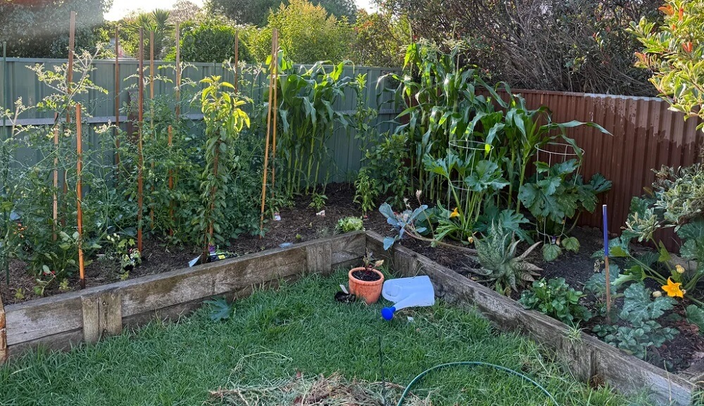 One amateur gardener on r/GardeningAustralia demonstrated the joy and satisfaction of witnessing the progress of their incredible veggie patch.