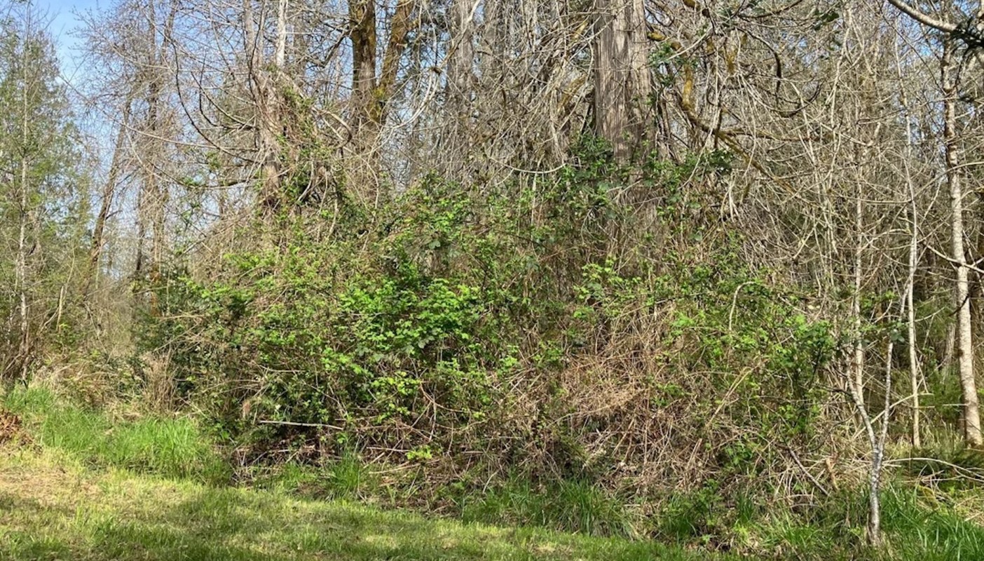 One Reddit user shared how they've been fighting battles with Himalayan blackberries for three years.