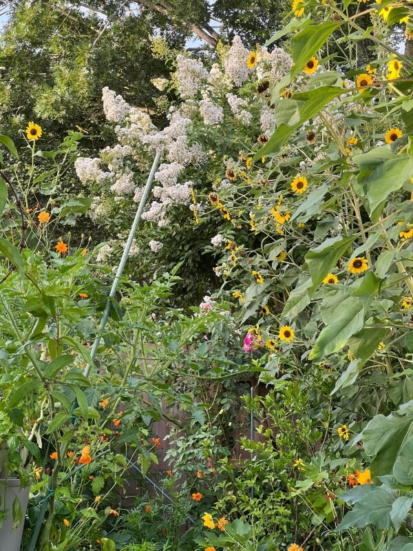 One Redditor shared photos of their stunning backyard garden — and the strategy they used to defy their controlling HOA.