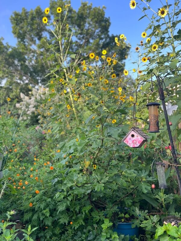 One Redditor shared photos of their stunning backyard garden — and the strategy they used to defy their controlling HOA.