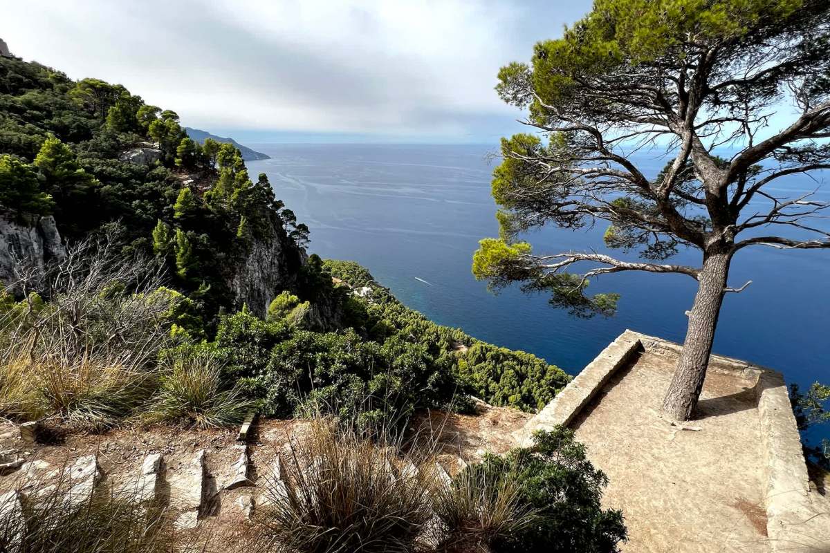 Authorities in the Balearics have confirmed a sharp rise in sightings of horseshoe snakes, particularly in Mallorca.