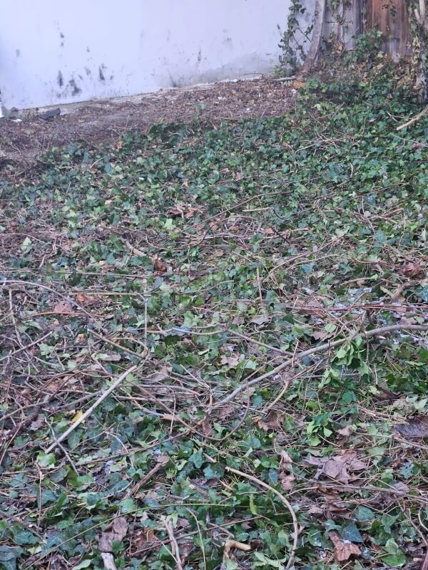 Reddit user was left with a ground filled with decades-old ivy after clearing six-foot-high bushes out of the area.