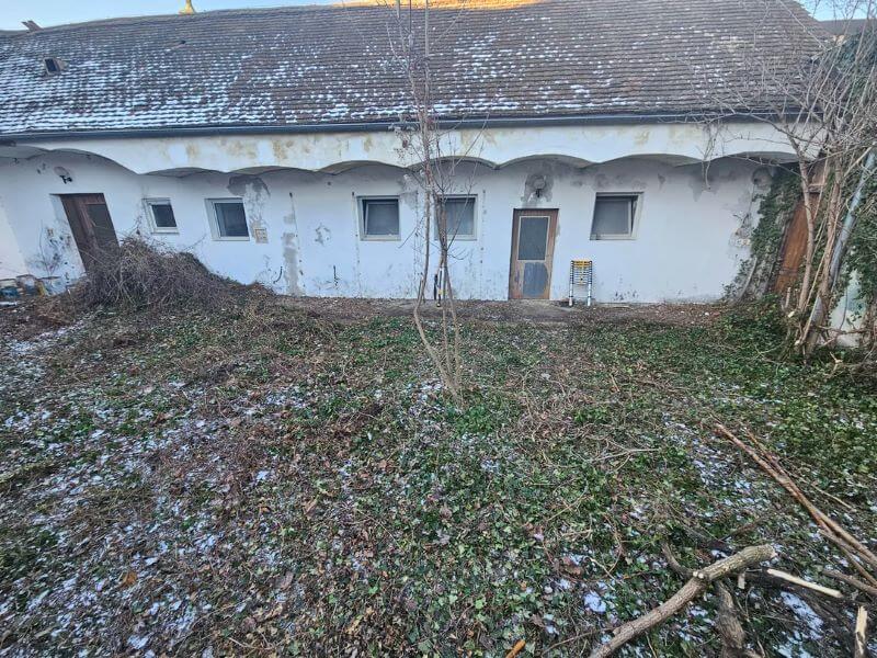Reddit user was left with a ground filled with decades-old ivy after clearing six-foot-high bushes out of the area.