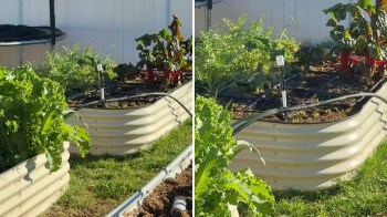 A gardener was visited by a hummingbird seeking out a quick drink of water in their flourishing backyard.
