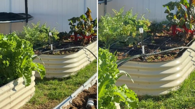 A gardener was visited by a hummingbird seeking out a quick drink of water in their flourishing backyard.