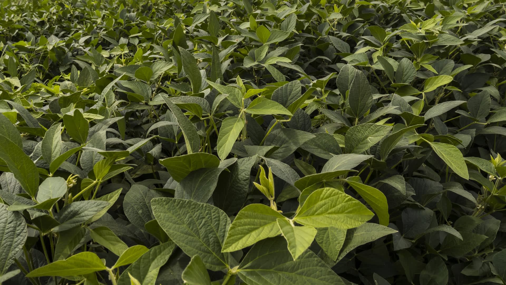 Researchers issue urgent warning as hybrid 'megapests' spread to farms around the world: 'We're … blown away by how rapidly it's happened'