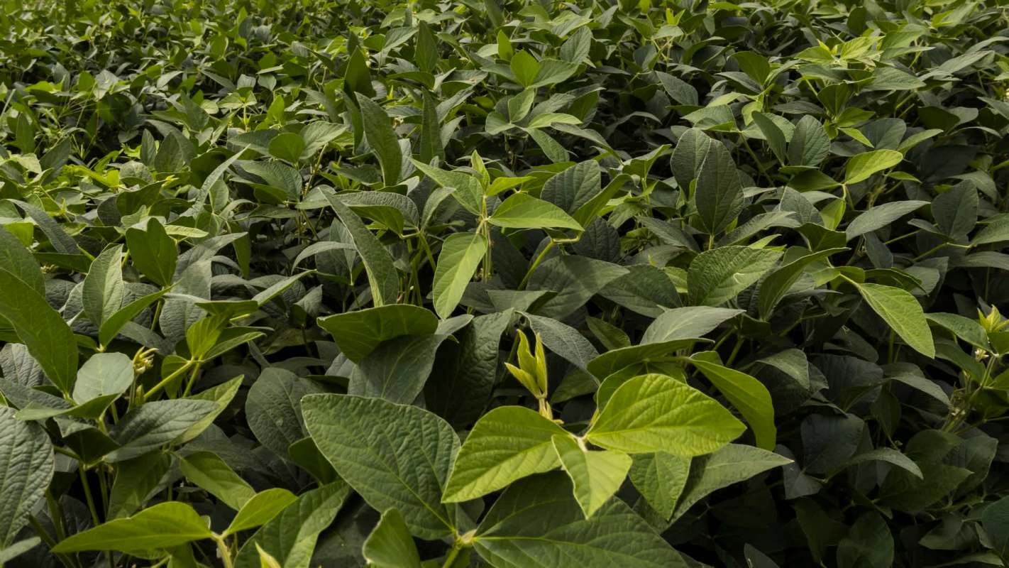 Two notorious agricultural pests — the cotton bollworm and the corn earworm — have successfully interbred in Brazil, exchanging genes that make them more resistant to pesticides in genetically modified crops.