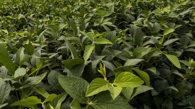 Two notorious agricultural pests — the cotton bollworm and the corn earworm — have successfully interbred in Brazil, exchanging genes that make them more resistant to pesticides in genetically modified crops.