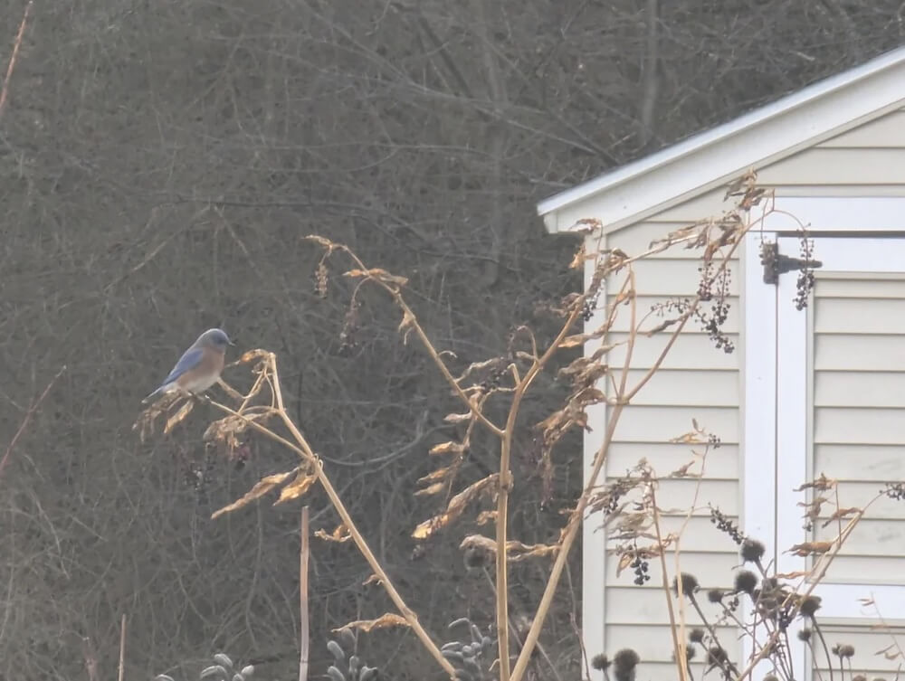 One clever Redditor got to see how their native lawn attracted bluebirds to feast on pokeweed berries — even in the winter.