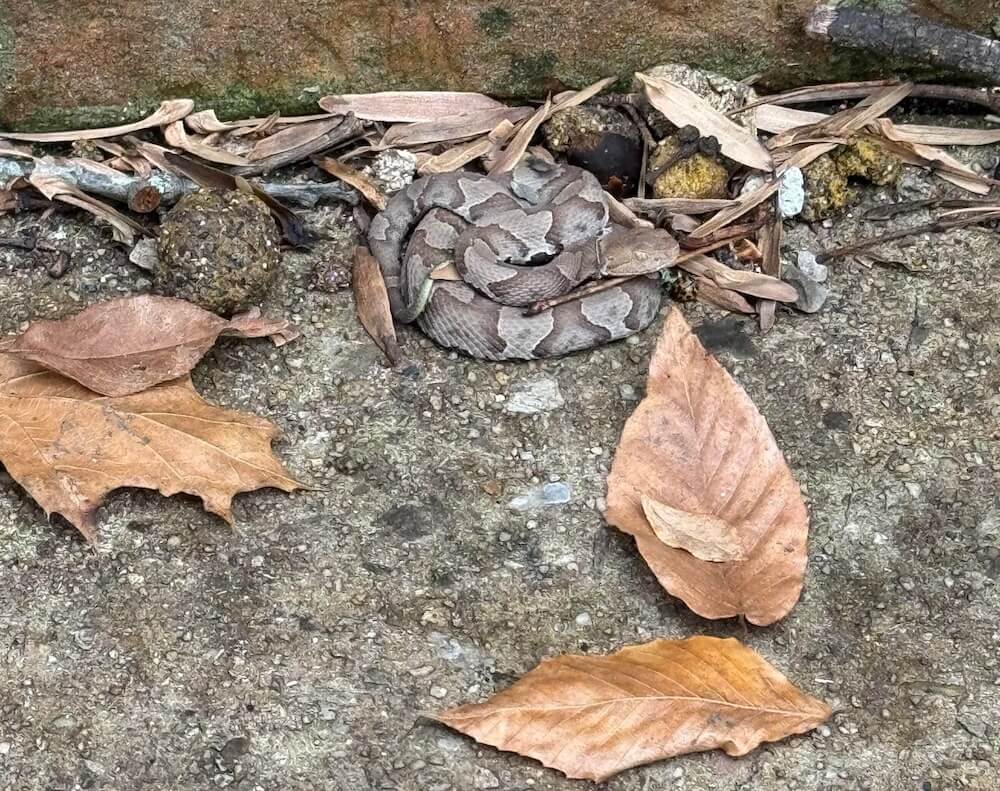 A Redditor came across a snake in their yard while leaf-blowing and shared a picture on the r/whatsthissnake subreddit, which identified it as an Eastern copperhead.