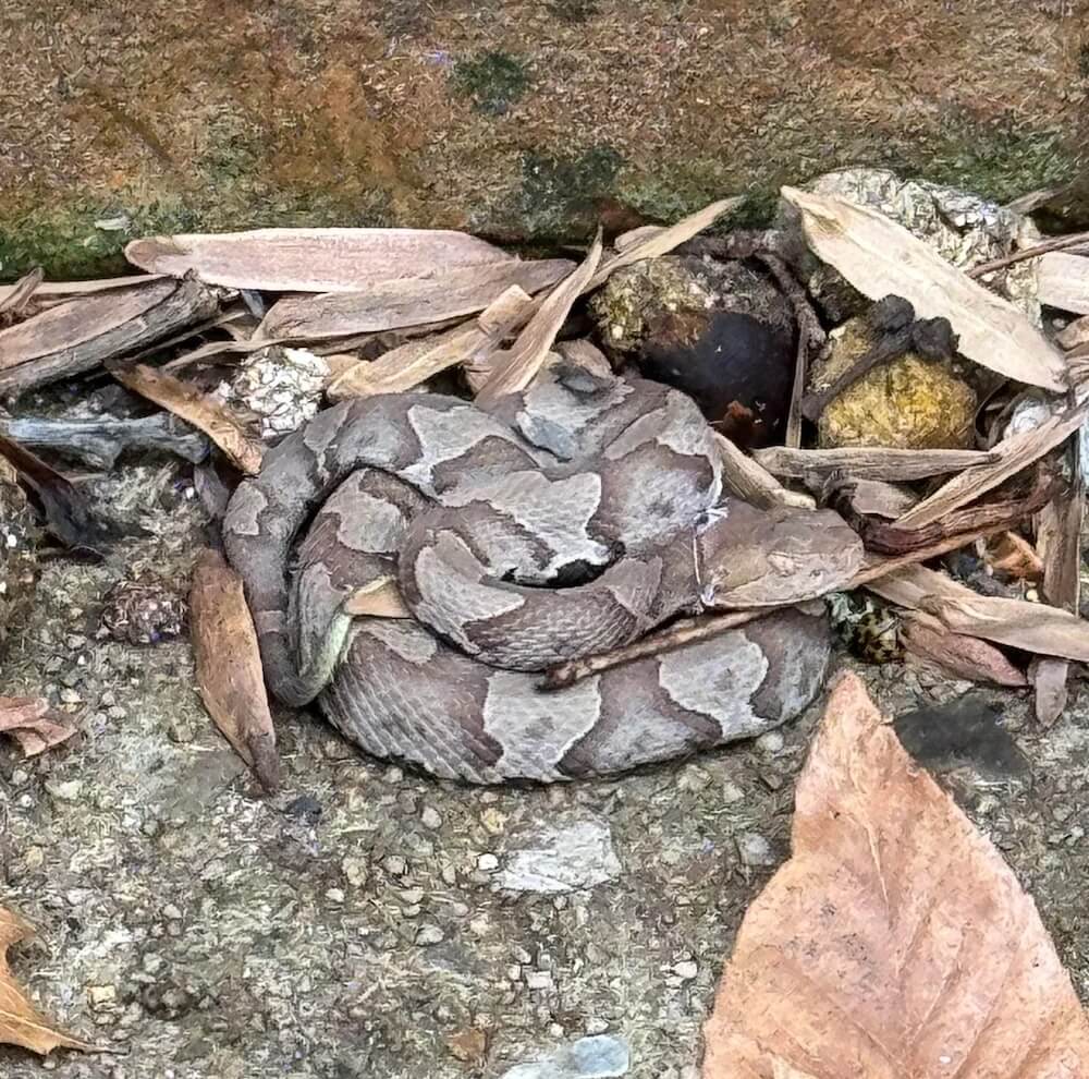 A Redditor came across a snake in their yard while leaf-blowing and shared a picture on the r/whatsthissnake subreddit, which identified it as an Eastern copperhead.