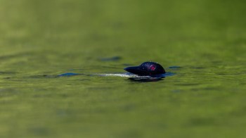 Loons are a type of diving waterbird, recognized for their distinct call that conservationists describe as "haunting."