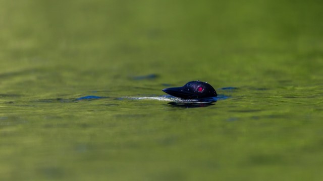 Loons are a type of diving waterbird, recognized for their distinct call that conservationists describe as "haunting."