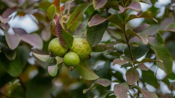 The Allahabadi guava crop in Prayagraj, India, was decimated by a heavy monsoon season along with a fruit fly infestation and fungal disease spread.