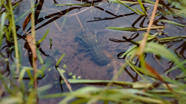 Scientists in Britain have found new allies in their fight against invasive species of plants, and are deploying them to help protect native species.