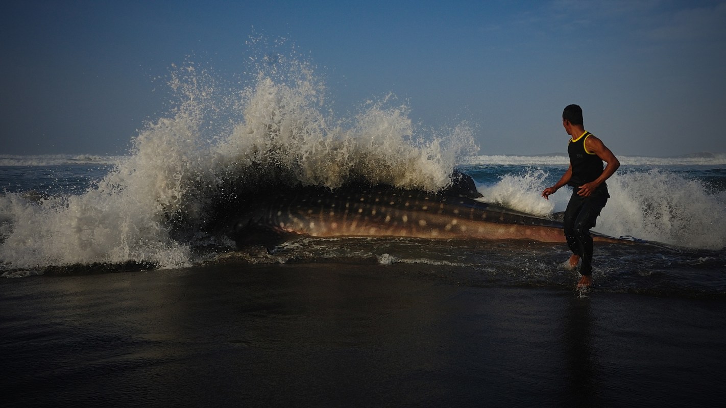 A whale shark was stranded on the sand on Varkala Beach in Kerala, India, but dozens of people banded together to help it.