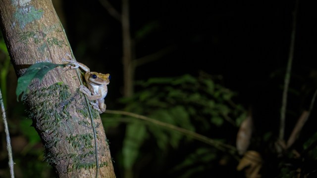 Scientists and members of the local community spotted a new frog species — Oreobates shunkusacha — in a remote region of the Amazon.