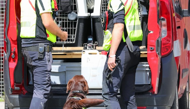 Reports are suggesting that clients in the United Arab Emirates are driving an increase in falcon poaching in the UK.