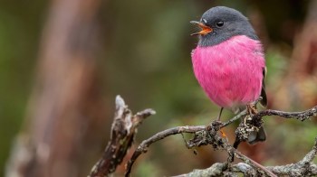 Researchers from James Cook University have used advanced AI applications to analyze more than 300,000 hours of mammal calls across eastern Australia.
