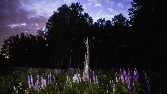 The Nootka lupin, a beautiful blue-violet flower, was introduced to Iceland with good intentions. Now, it's an invasive species.