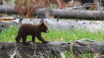 A recent post on r/yellowstone stirred up quite a debate after one park visitor was caught on camera getting a little too close to a bear's cub.