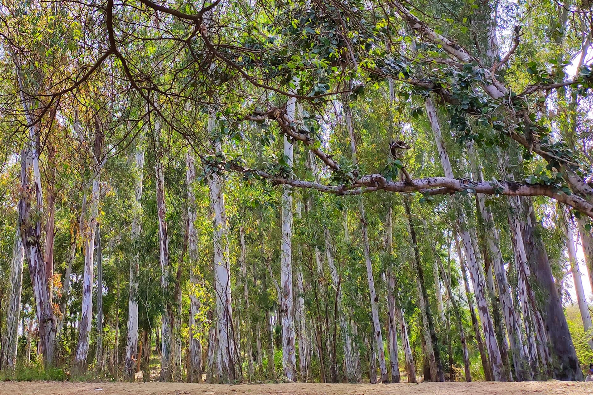 Authorities uncover criminal operation deep in forest — here's what happened